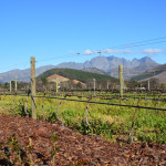 A vineyard with mountains in the background.