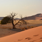 A tree in the middle of an empty desert.