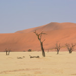 A desert with trees and sand dunes in the background.