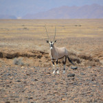 A large antelope standing on top of a dry grass field.